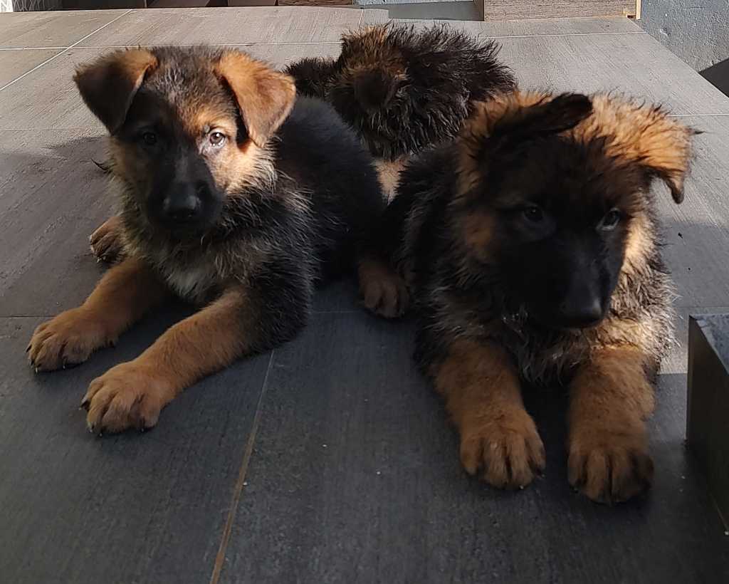  Chiots berger allemand pour race 