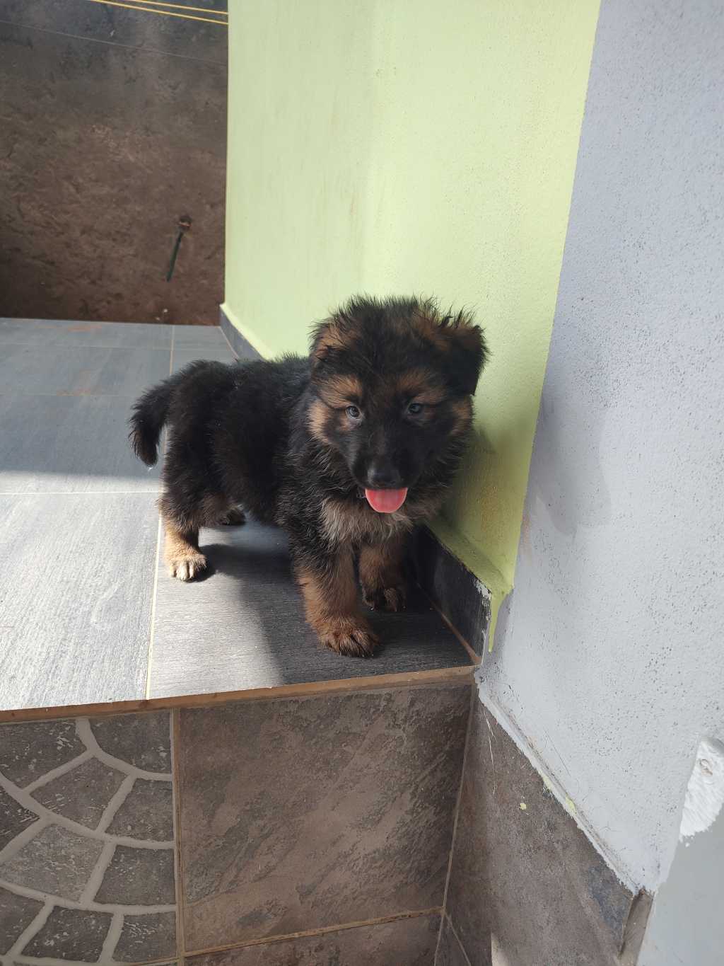  Chiots berger allemand pour race 