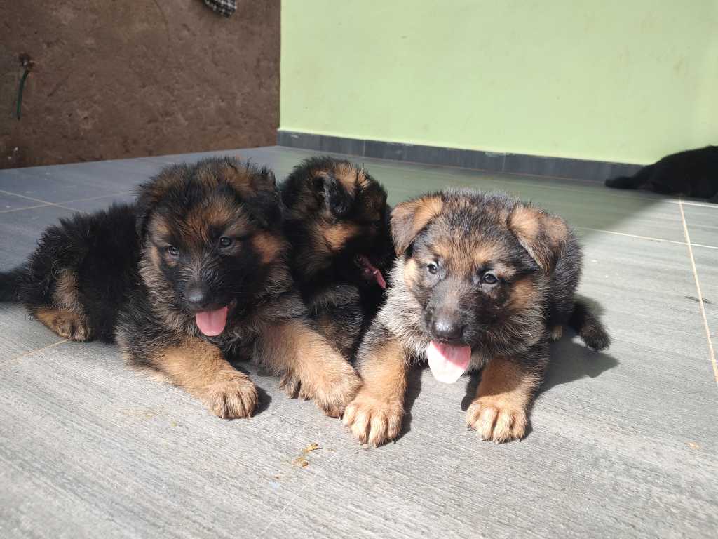  Chiots berger allemand pour race 