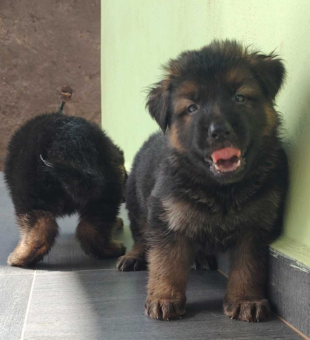  Chiots berger allemand pour race 